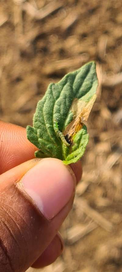 Tomato Leaf Miner - Tomato