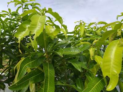 Hairy Caterpillars - Mango