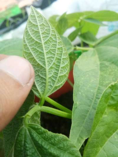 Spider Mites - Bean