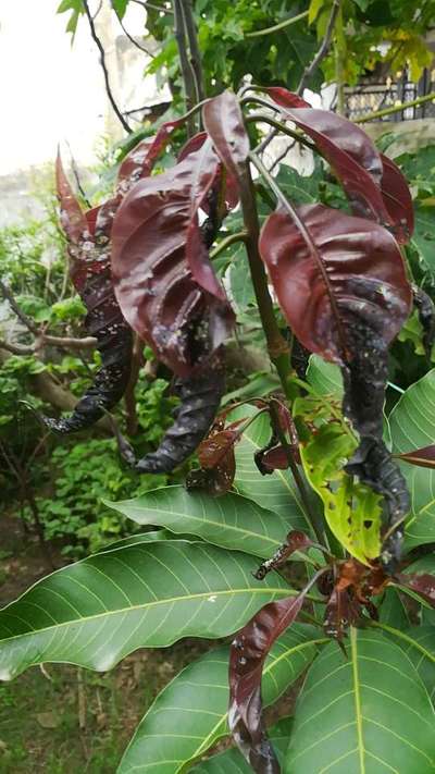 Mango Nut Weevil - Mango