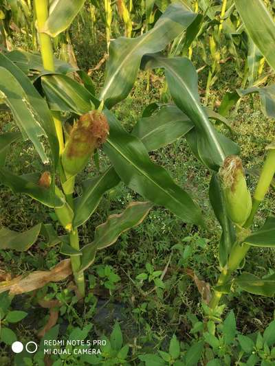 Potassium Deficiency - Maize