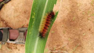 Red Hairy Caterpillar - Maize