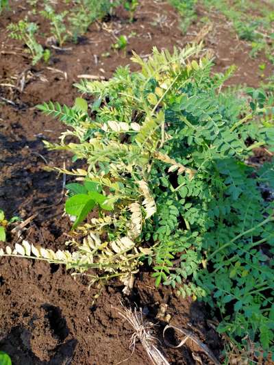 Fusarium Wilt - Chickpea & Gram