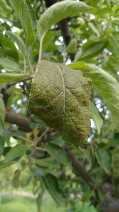 Powdery Mildew - Apple