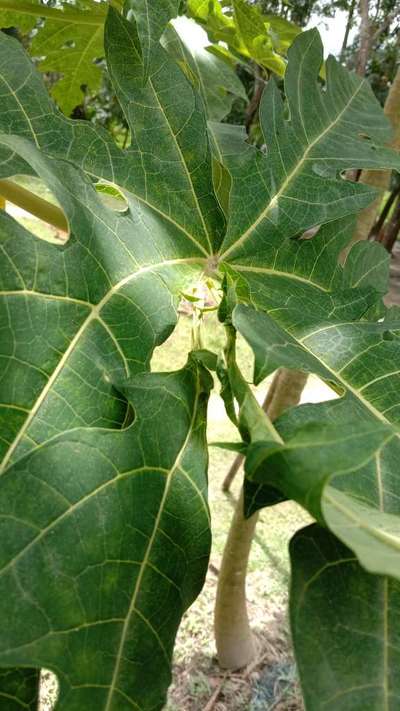 পেঁপের ভাইরাসঘটিত পাতা মোড়ানো  রোগ - পেঁপে