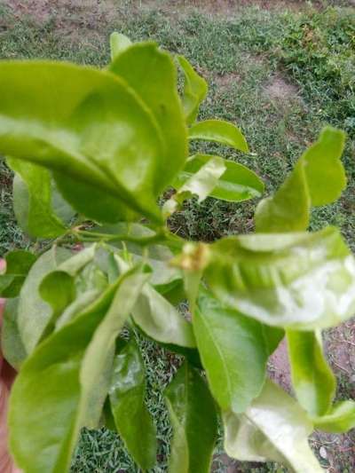 Citrus Chlorotic Dwarf Virus - Citrus