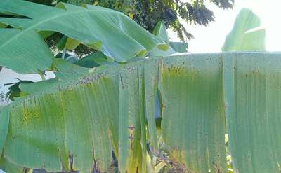 Sigatoka Amarela - Banana