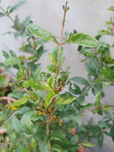 Botrytis Blight - Pomegranate