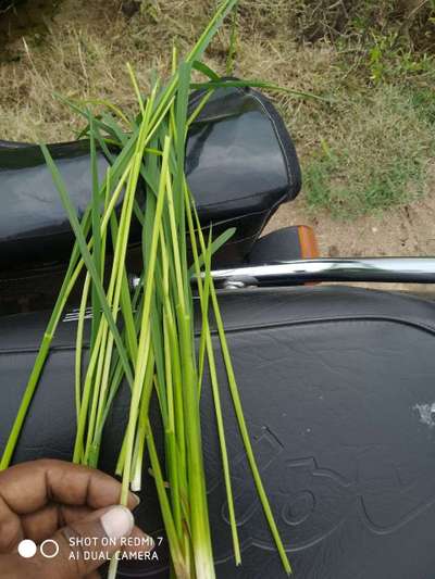 Violet Stem Borer - Rice