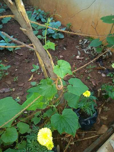 Leafhoppers and Jassids - Cucumber