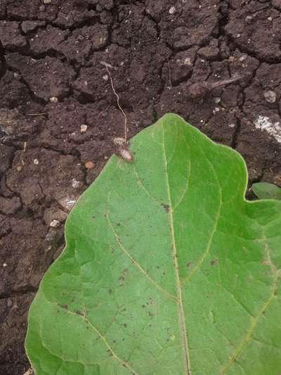 Brinjal Shoot and Fruit Borer - Cotton