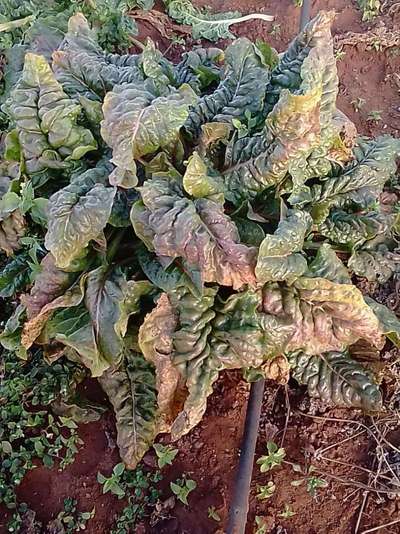 Cucumber Mosaic Virus - Cabbage