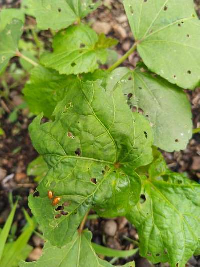 Flea Beetles - Okra