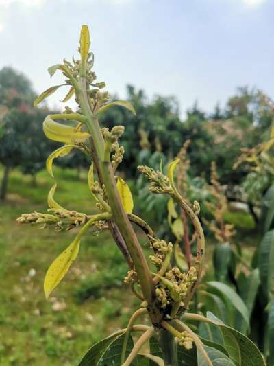 Powdery Mildew of Mango - Mango