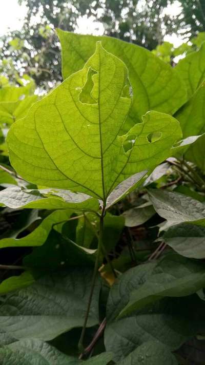 ক্যাস্টর ডেইপোকা - শিম