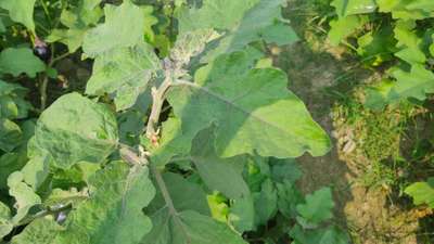 Little Leaf of Brinjal - Brinjal