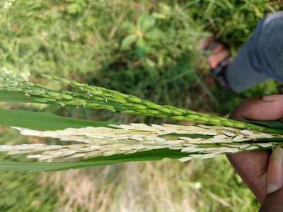 Asiatic Rice Borer - Rice