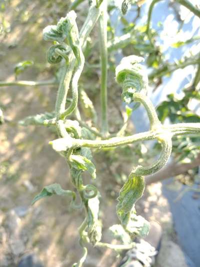 Herbicide Growth Damage - Tomato