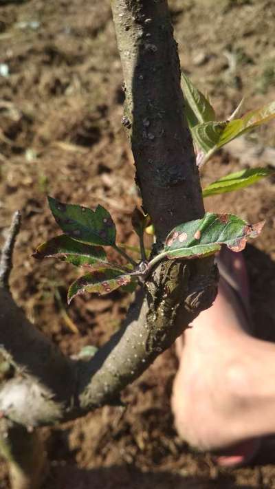 Anthracnose of Apple - Apple