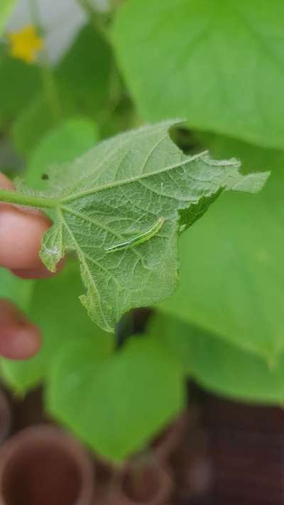 Pumpkin Caterpillar - Cucumber