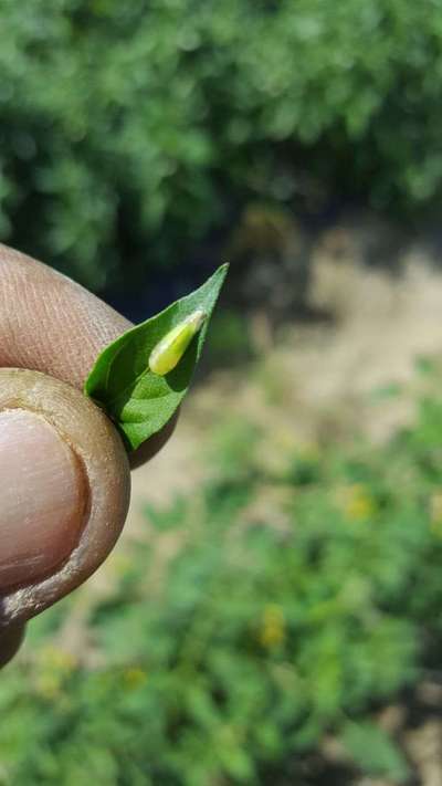 Leafhoppers and Jassids - Capsicum & Chilli