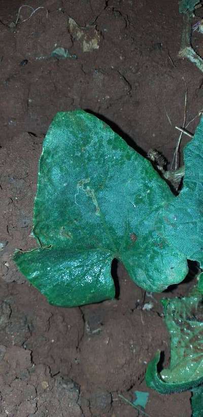 Spider Mites - Cucumber