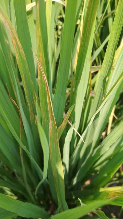 Bacterial Leaf Streak - Rice