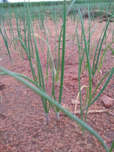 ಬಿಳಿ ಕೊಳೆ ರೋಗ - ಈರುಳ್ಳಿ