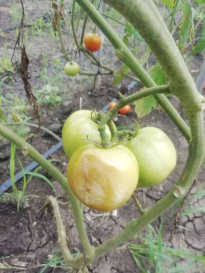 Sunburn - Tomato