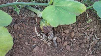 Botrytis Blight - Pumpkin