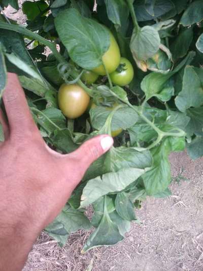 Queimadura Solar Abiótica - Tomate