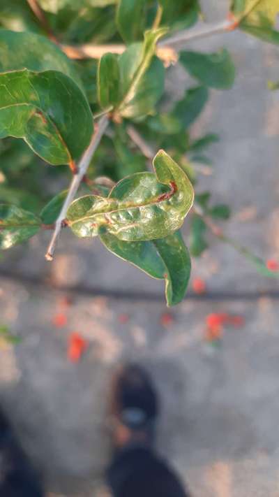 ಮೆಣಸಿನ ಥ್ರಿಪ್ಸ್ ನುಸಿ - ದಾಳಿಂಬೆ