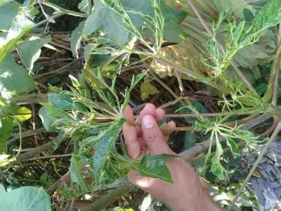 পেঁপের ভাইরাসঘটিত পাতা মোড়ানো  রোগ - পেঁপে