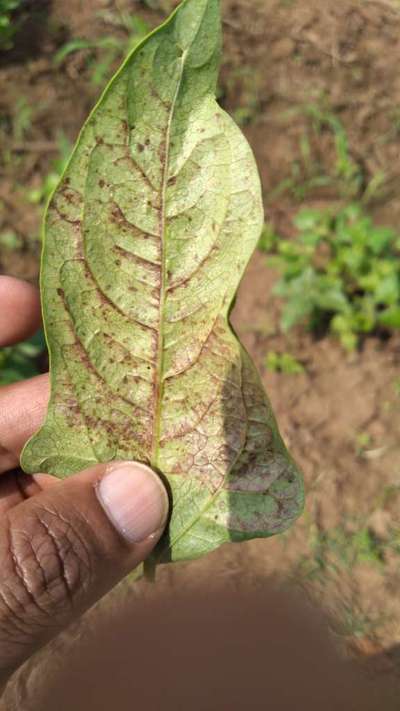 Phosphorus Deficiency - Bean