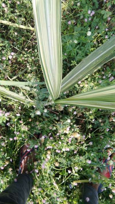 Iron Deficiency - Sugarcane