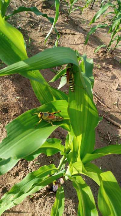 Short horned Grasshopper and Locust - Maize