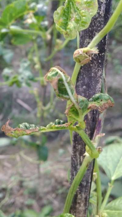 Downy Mildew - Bean