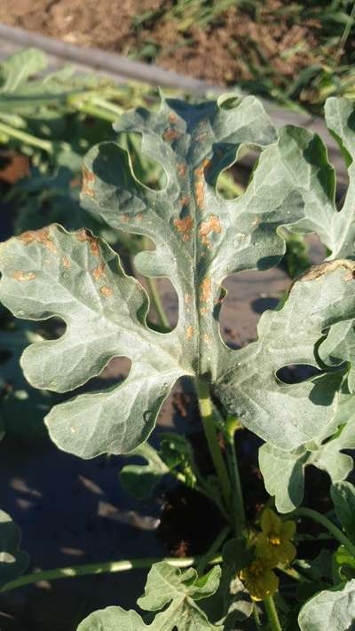 Anthracnose of Cucurbits - Melon