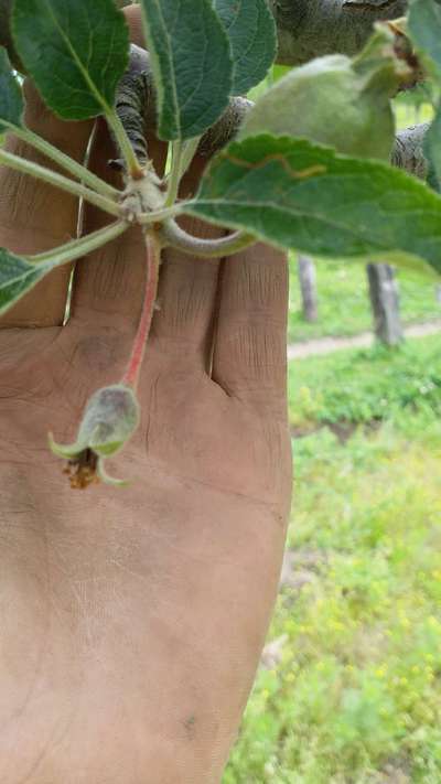 Leaf Miner Flies - Apple