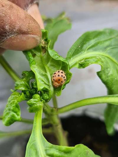 Spider Mites - Capsicum & Chilli