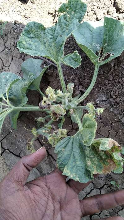 Leaf Miner Flies - Melon