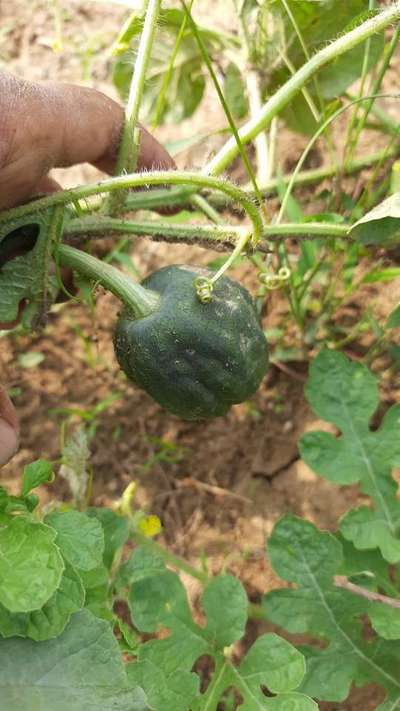 Boron Deficiency - Melon