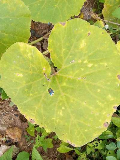 Magnesium Deficiency - Pumpkin