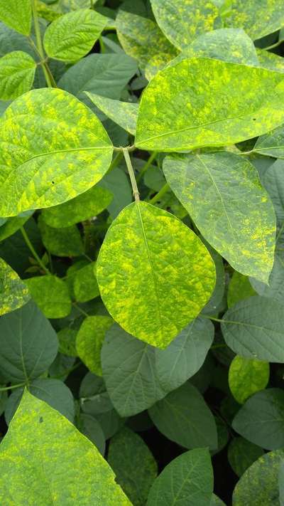 Bean Yellow Mosaic Virus - Soybean
