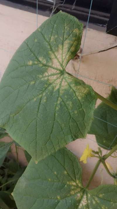 Spider Mites - Cucumber