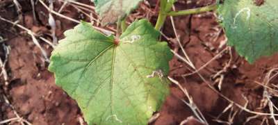 Leaf Miner Flies - Okra