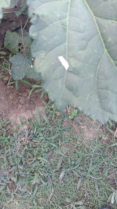 Flea Beetles - Okra