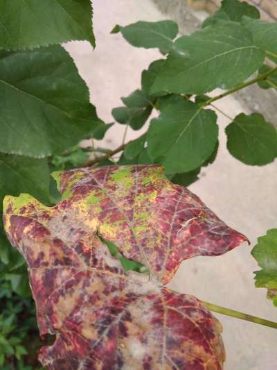 Yellow Vine Mite - Grape