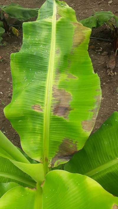 Potassium Deficiency - Banana