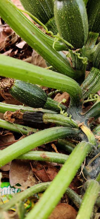 Blossom End Rot - Zucchini